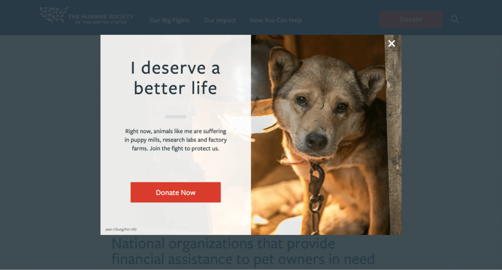 nonprofit website design lightbox popup